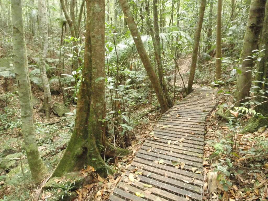 Katandra reserve, central coast, walking trail