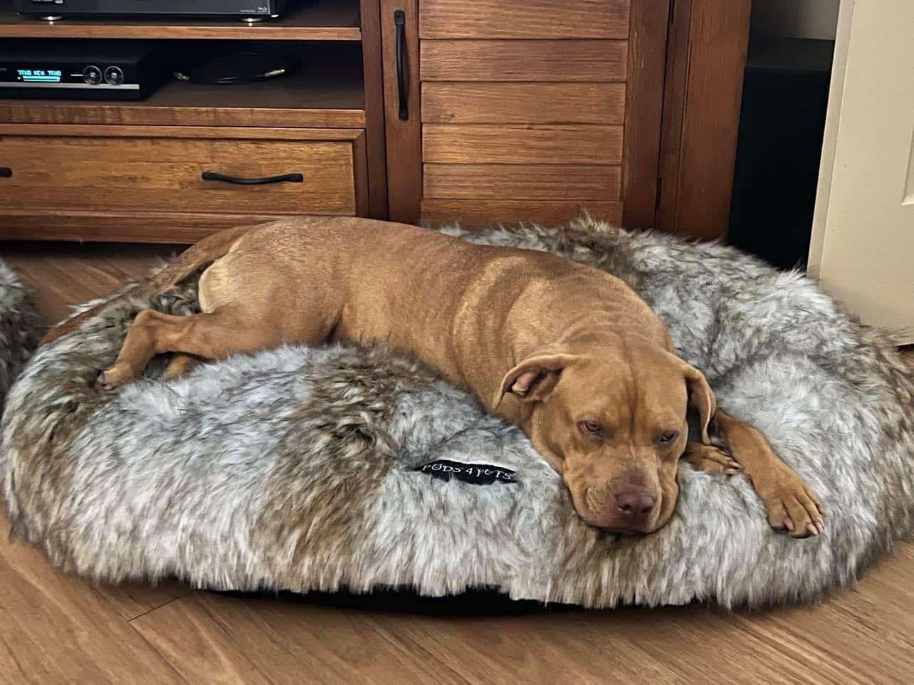 dog beds central coast