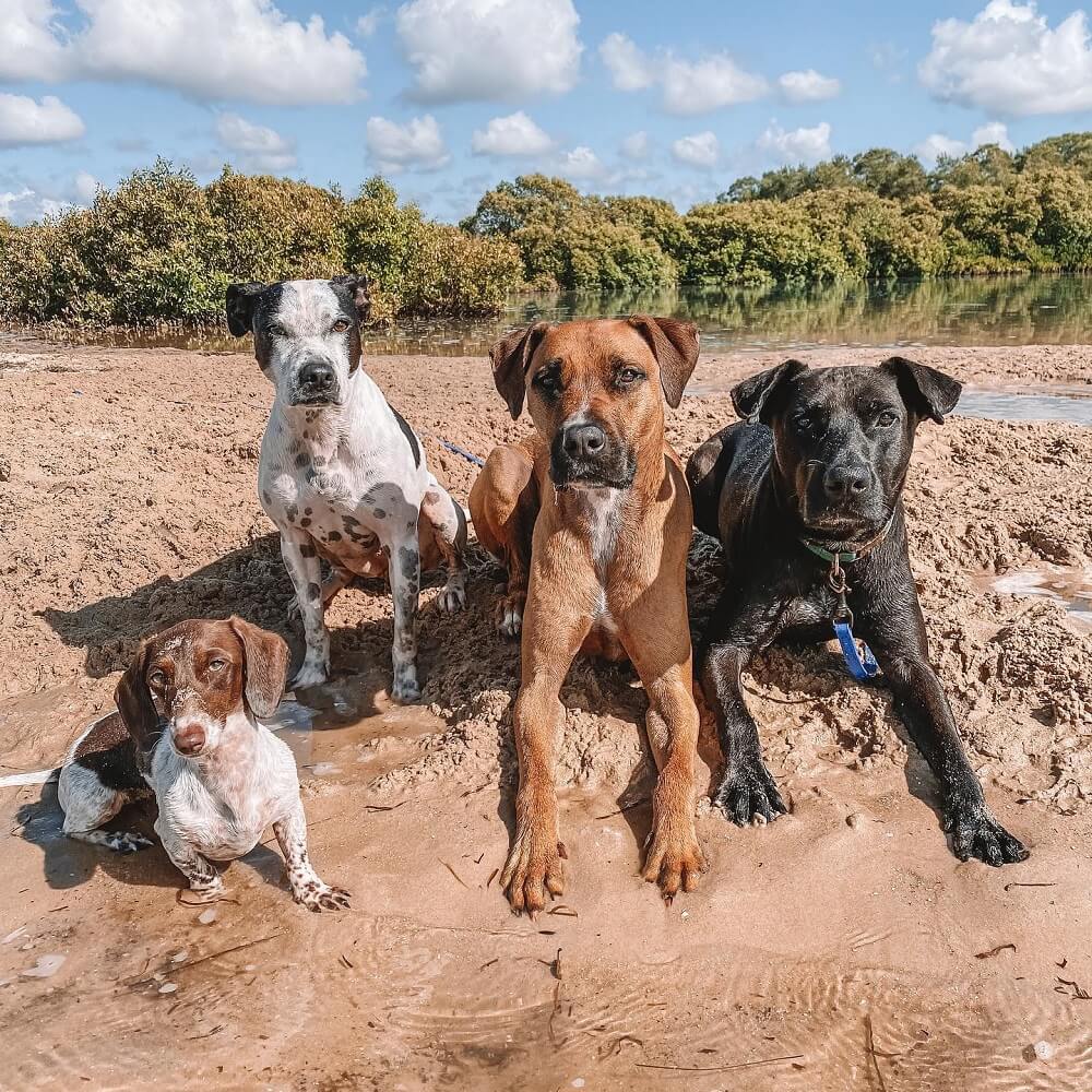 central coast dog friendly beaches