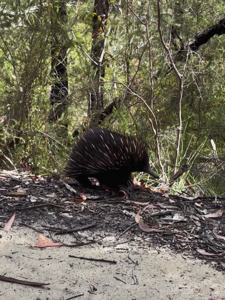 central coast echidna