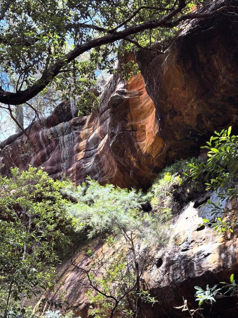 central coast bushwalk pearl beach
