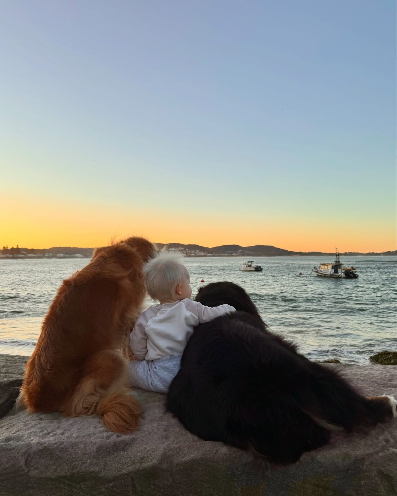 Beach days with your dog on the Central Coast