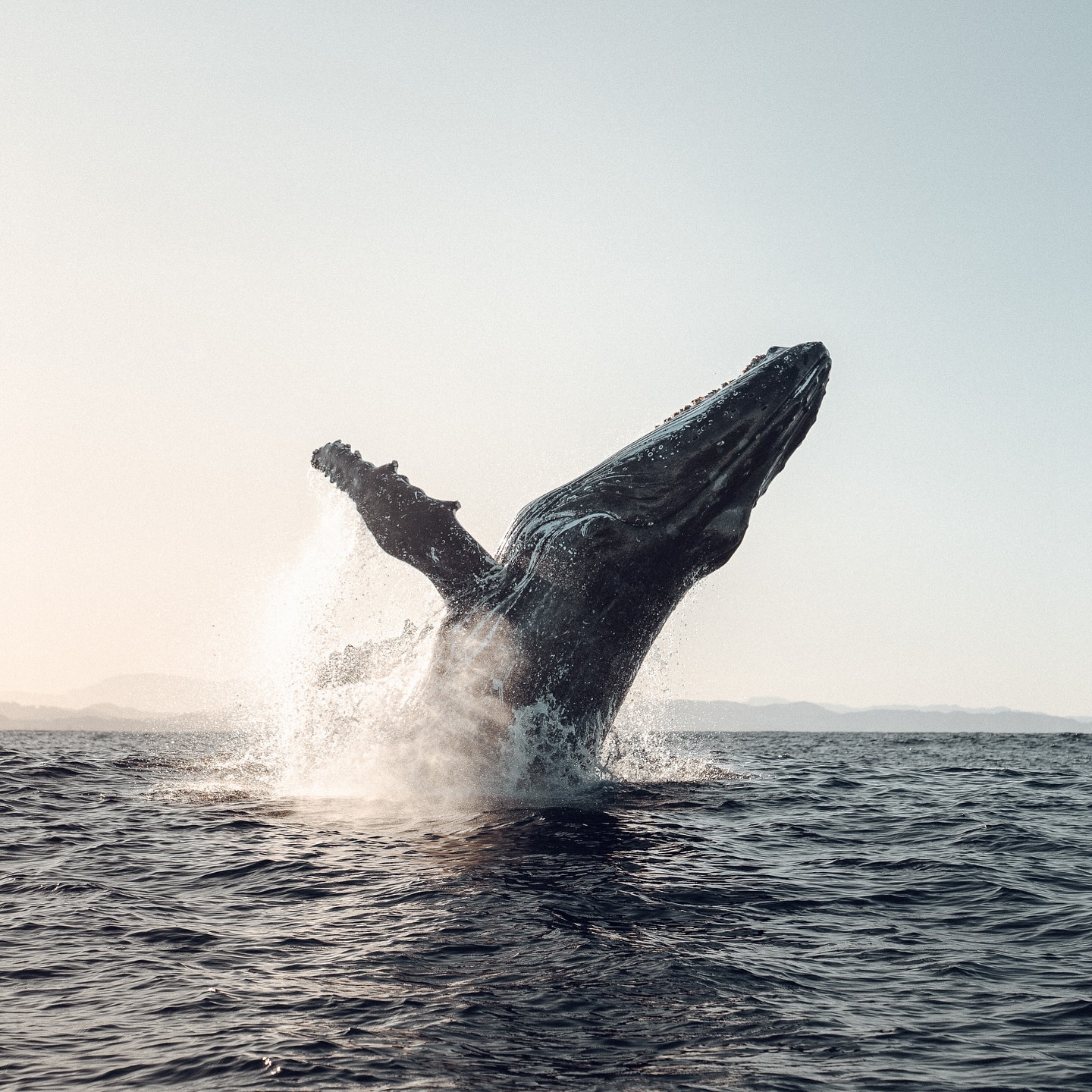 Central Coast whale watching by Ross Long Photography
