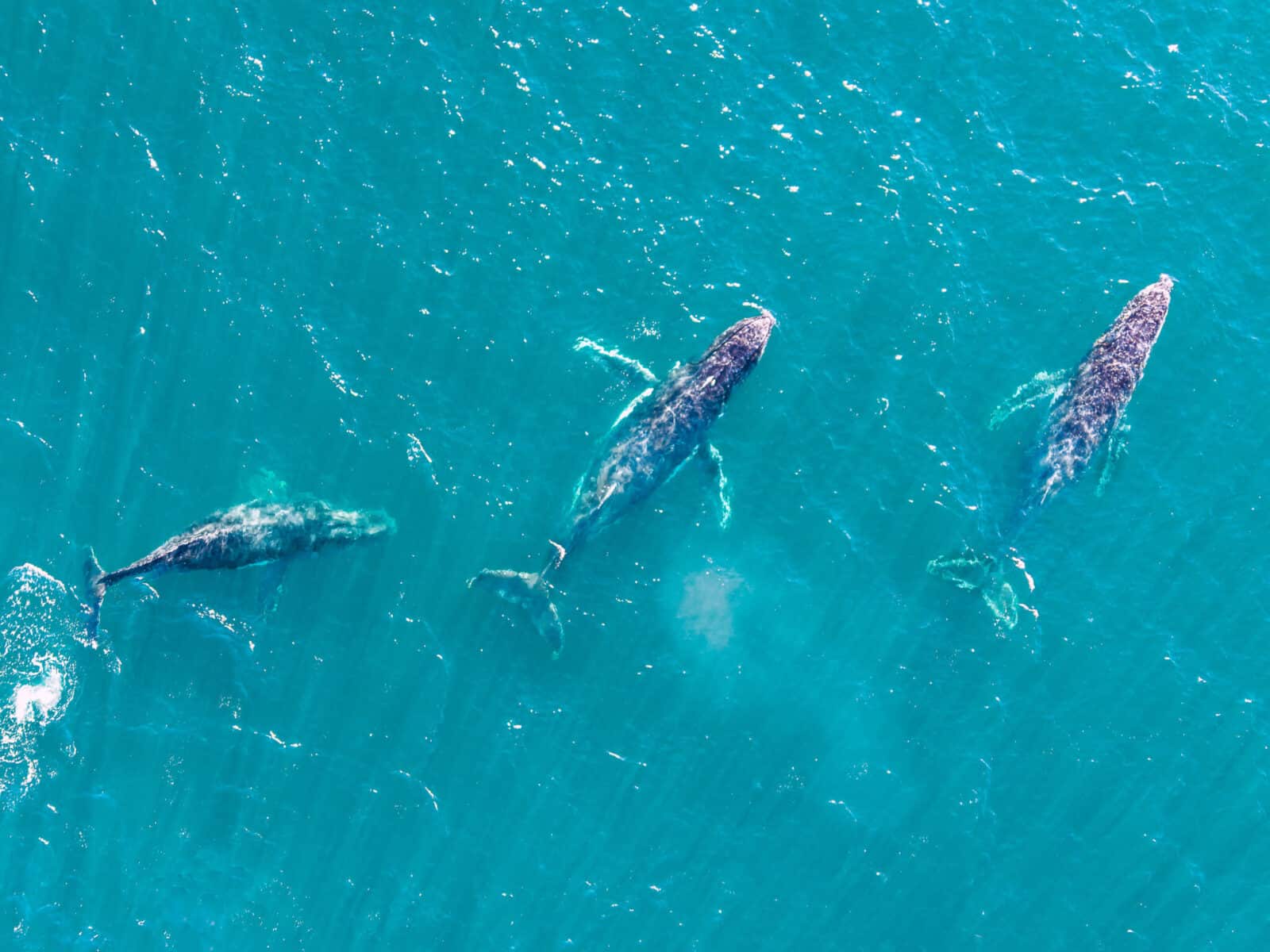 The best spots for whale watching on the Central Coast