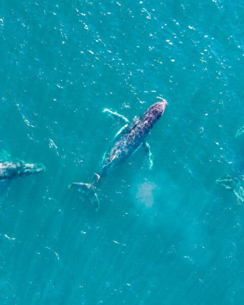 Central Coast whale sighting by @salt.sway