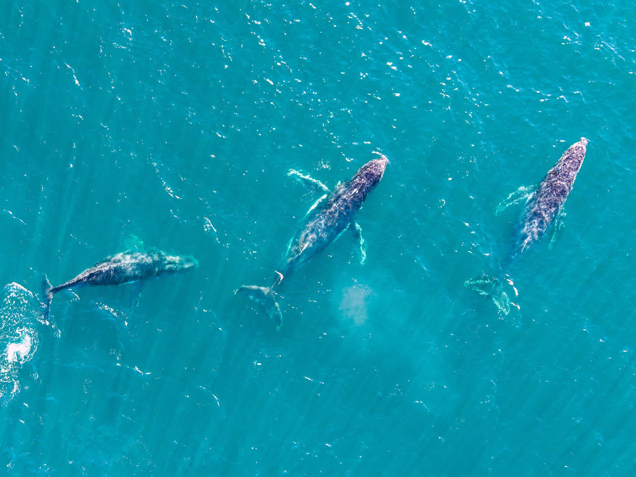 Central Coast whale sighting by @salt.sway