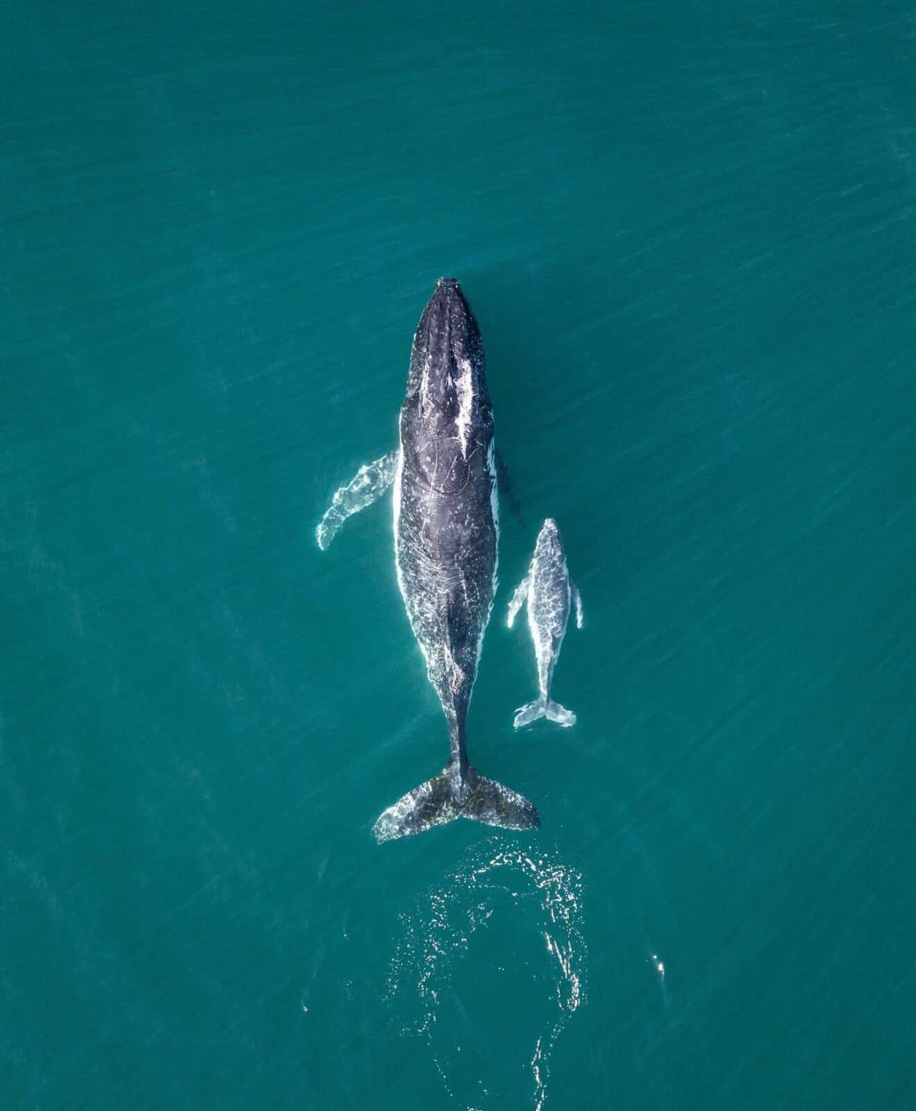 Central Coast whale watching by local drone photographer Rhys Jones