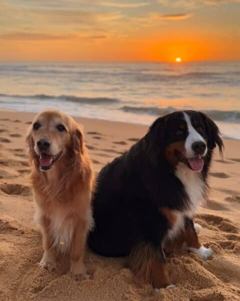 beach days with your dog
