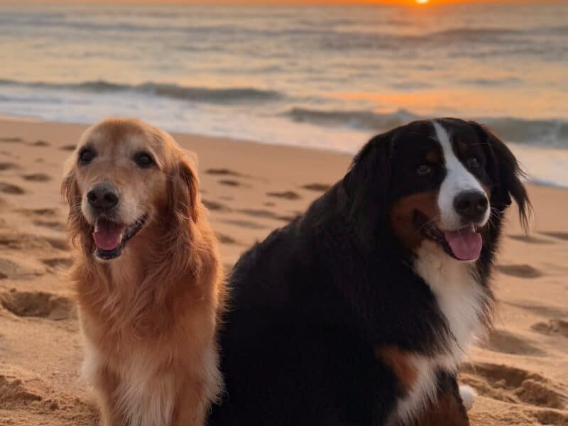 beach days with your dog