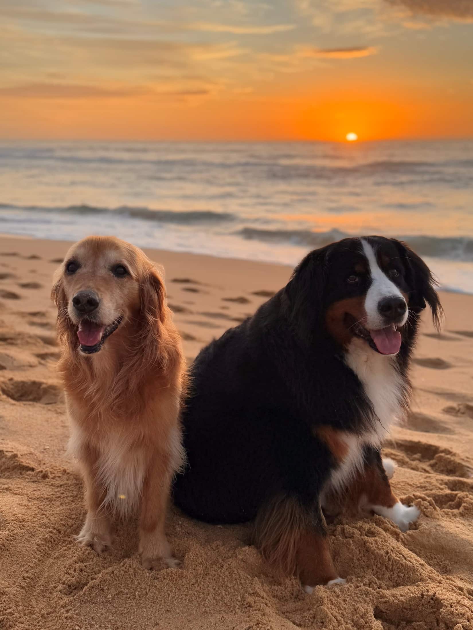 beach days with your dog